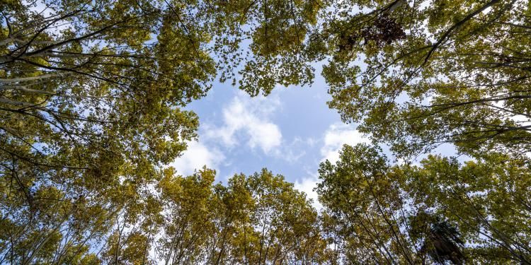 Trees view from bottom with a frame in the sky