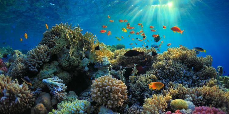 Coral reef with tropical fish