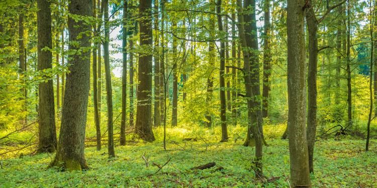 Forest