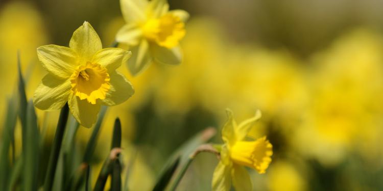 Daffodils in field 