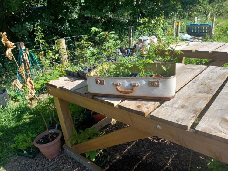 Seedlings tree nursery